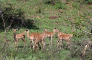 impala (14)
